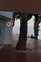 marset_lr_babila-with-a-tree-800x1200.webp