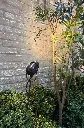 MIC001005_Micro_On_Pin_Outdoor_Spike_MI60_Authentage_842x1279.webp