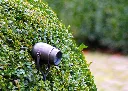 MIC001005_Micro_on_pin_outdoor_Spike_MI63_Authentage_kopie_1179x842.webp