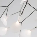 Heracleum-Nickel.webp