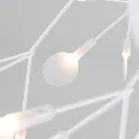 Heracleum-White.webp